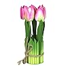 pink tulip